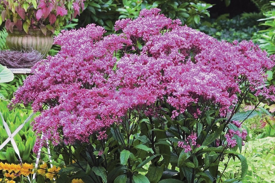 Eupatorium Baby Joe 50