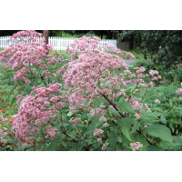 Eupatorium Gateway 21