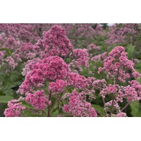 Eupatorium Jojo 21