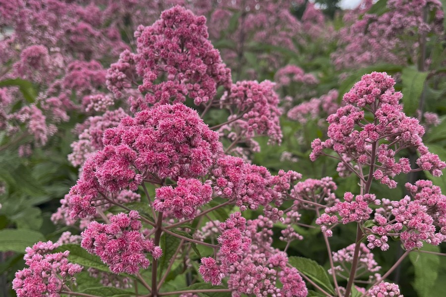 Eupatorium Jojo 50