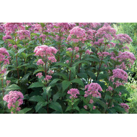 Eupatorium Little Joe 21