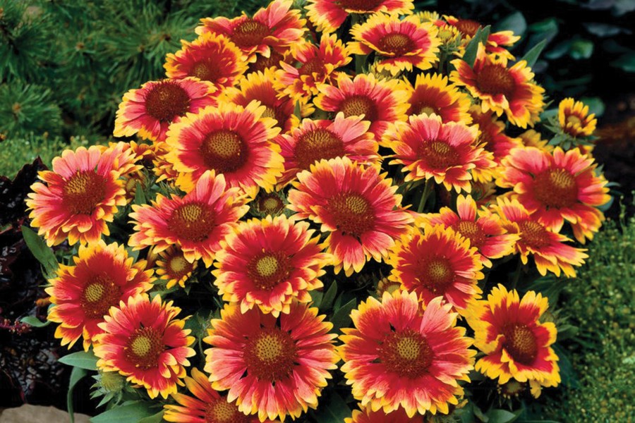 Gaillardia Arizona Sun 72