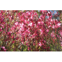 Gaura Crimson Butterflies 21