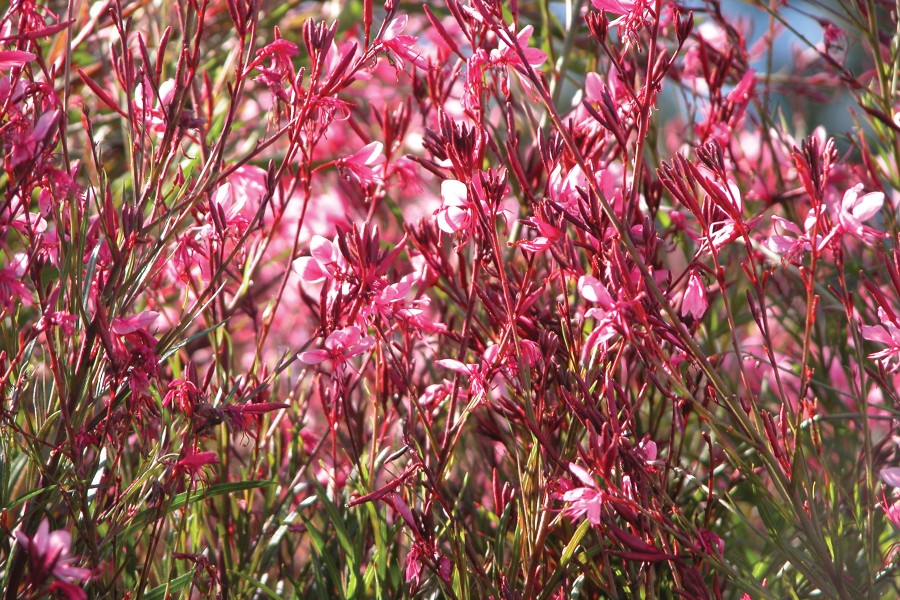 Gaura Crimson Butterflies 72