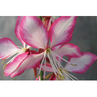 Gaura Rosy Jane 21 Gaura Rosy Jane 21