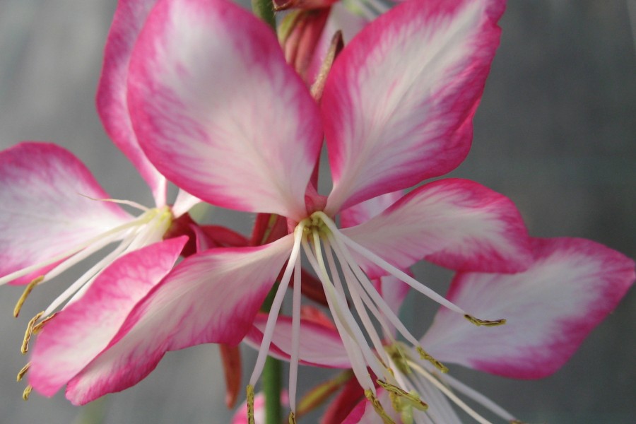 Gaura Rosy Jane 72 Gaura Rosy Jane 72
