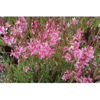 Gaura Siskiyou Pink 21