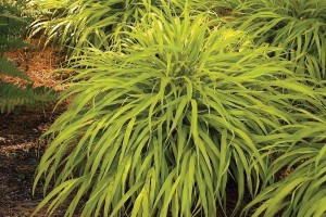 Hakonechloa All Gold 21