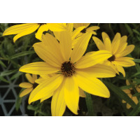 Helianthus Autumn Gold 21