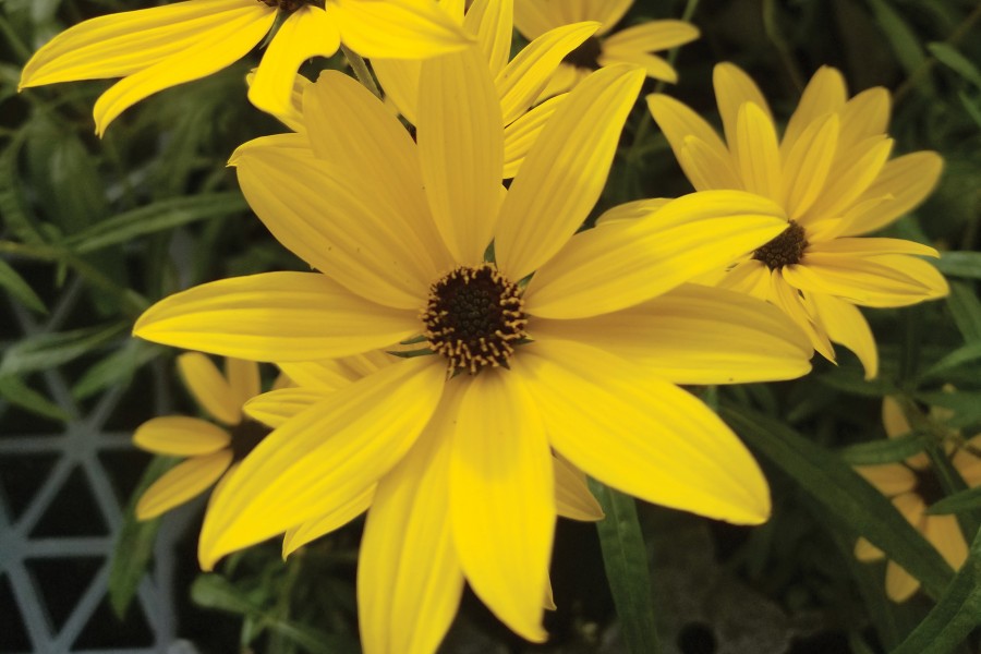 Helianthus Autumn Gold 72