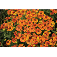 Helenium Mariachi Fuego 72
