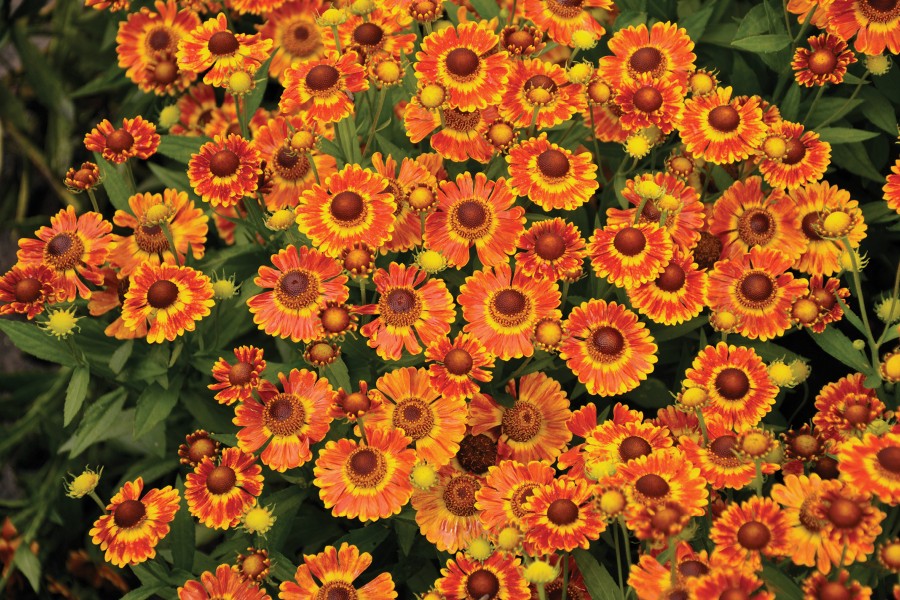 Helenium Mariachi Fuego 72