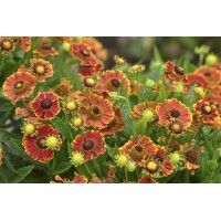 Helenium Mariachi Bandera 21