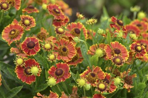Helenium Mariachi Bandera 21