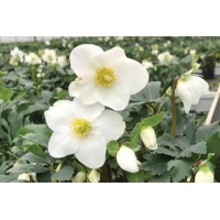Helleborus Mont Blanc 21
