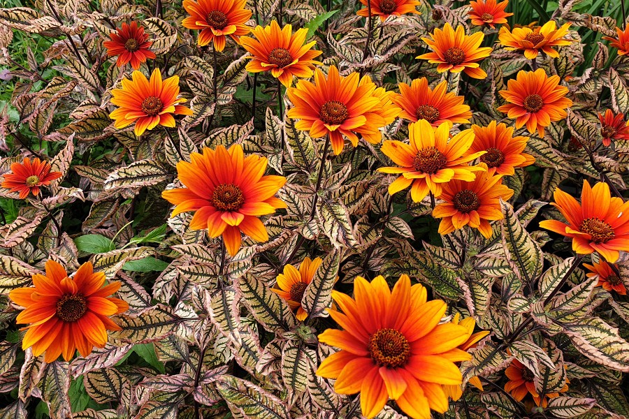 Heliopsis Orange Marble 72