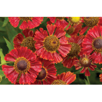Helenium Mariachi Salsa 21
