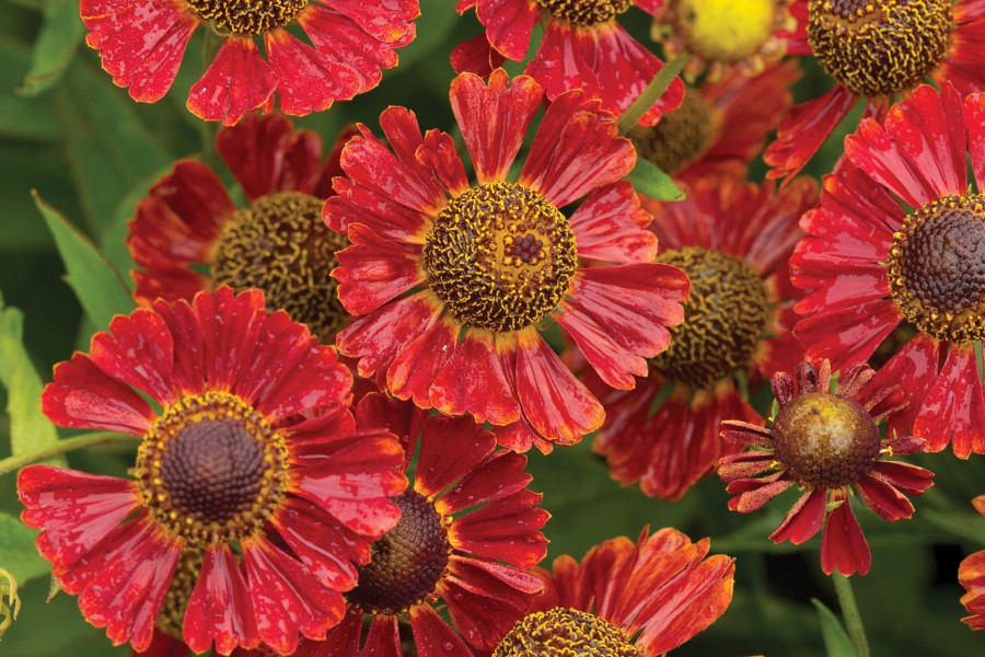 Helenium Mariachi Salsa 72