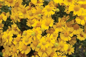Helenium Mariachi Sombrero 21