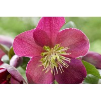 Helleborus Spring Sparkle Red 21 Helleborus Spring Sparkle Red 21
