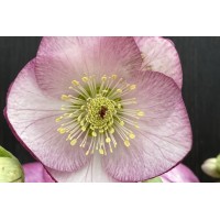 Helleborus Valentine Blush 21