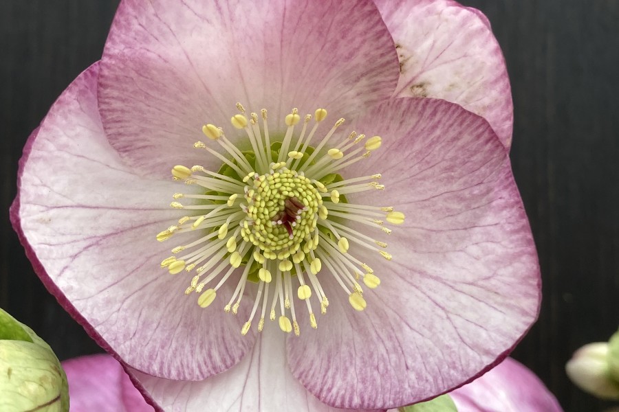 Helleborus Valentine Blush 21 Helleborus Valentine Blush 21