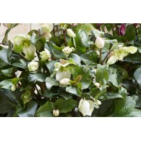 Helleborus Winter Sparkle Creme 21