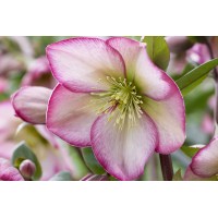 Helleborus Winter Sparkle Bicolor 21