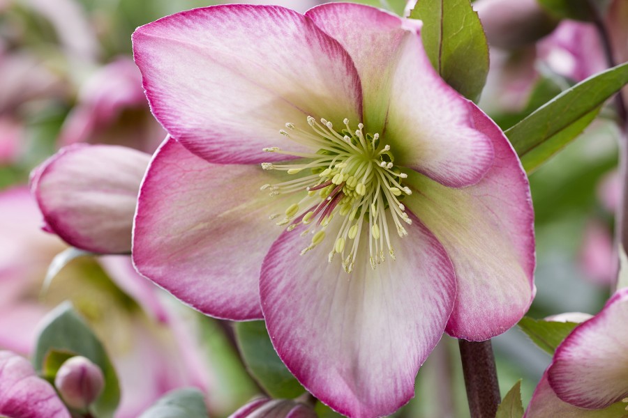 Helleborus Winter Sparkle Bicolor 21 Helleborus Winter Sparkle Bicolor 21