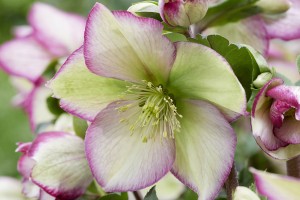 Helleborus Winter Sparkle Picotee 21 Helleborus Winter Sparkle Picotee 21