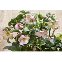 Helleborus Winter Sparkle Pink 21