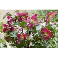 Helleborus Winter Sparkle Red 21