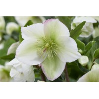Helleborus Winter Sparkle White Blush 21 Helleborus Winter Sparkle White Blush 21