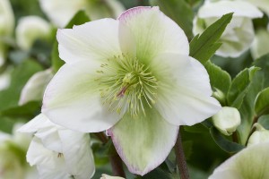 Helleborus Winter Sparkle White Blush 21 Helleborus Winter Sparkle White Blush 21