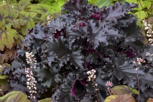 Heuchera Black Taffeta 21 Heuchera Black Taffeta 21