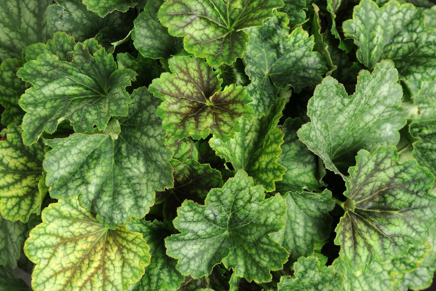 Heuchera Carnival Cocomint 72