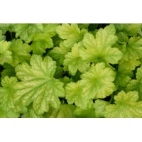 Heuchera Carnival Lime Zest 21 Heuchera Carnival Lime Zest 21