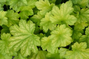 Heuchera Carnival Lime Zest 21 Heuchera Carnival Lime Zest 21