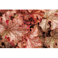 Heuchera Carnival Peach Parfait 21