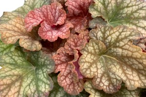 Heuchera Changeling 72