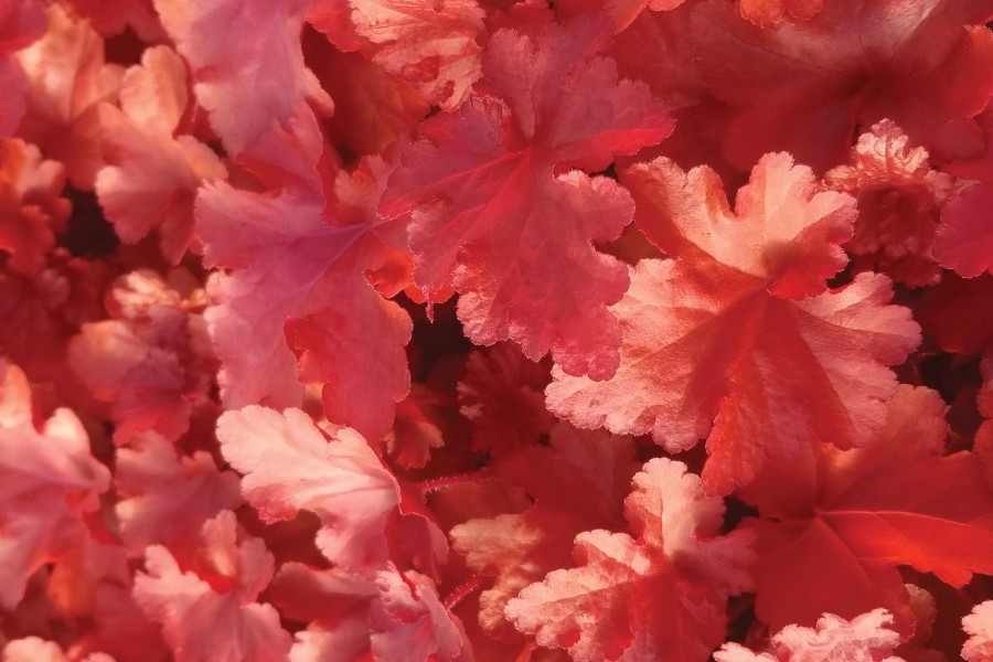 Heuchera Forever Red 72