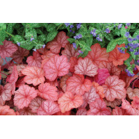 Heuchera Georgia Peach 21