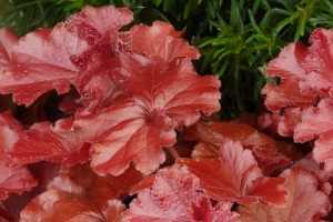 Heuchera Grande Carnelian 21