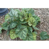 Heuchera Green Spice 21 Heuchera Green Spice 21