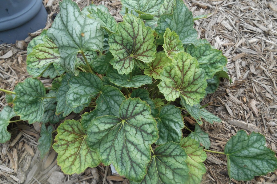 Heuchera Green Spice 72 Heuchera Green Spice 72