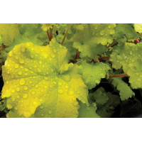 Heuchera Lime Marmalade 21