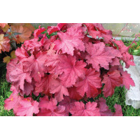Heuchera Magma 21