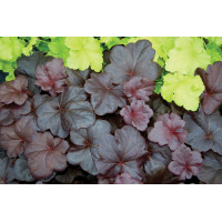 Heuchera Obsidian 72 Heuchera Obsidian 72