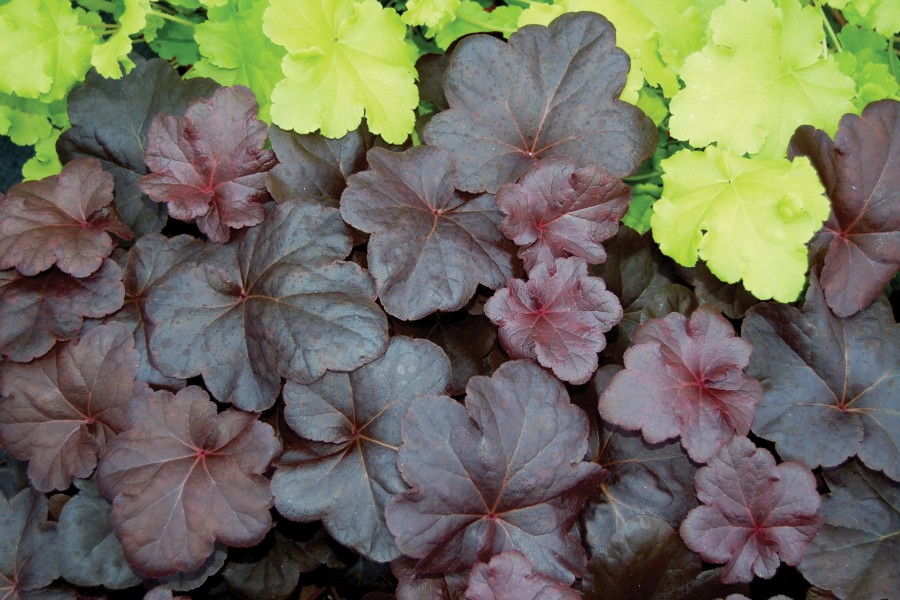 Heuchera Obsidian 72 Heuchera Obsidian 72