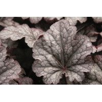 Heuchera Plum Pudding 21
